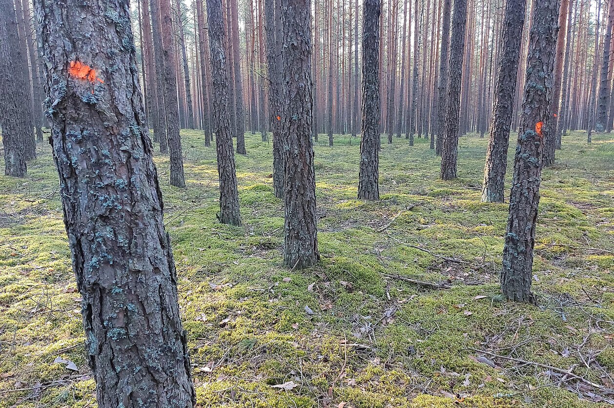 Giedrė Čiužaitė, Sužymėtas miškas