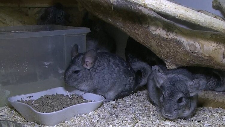 Egzotinių gyvūnų prieglauda