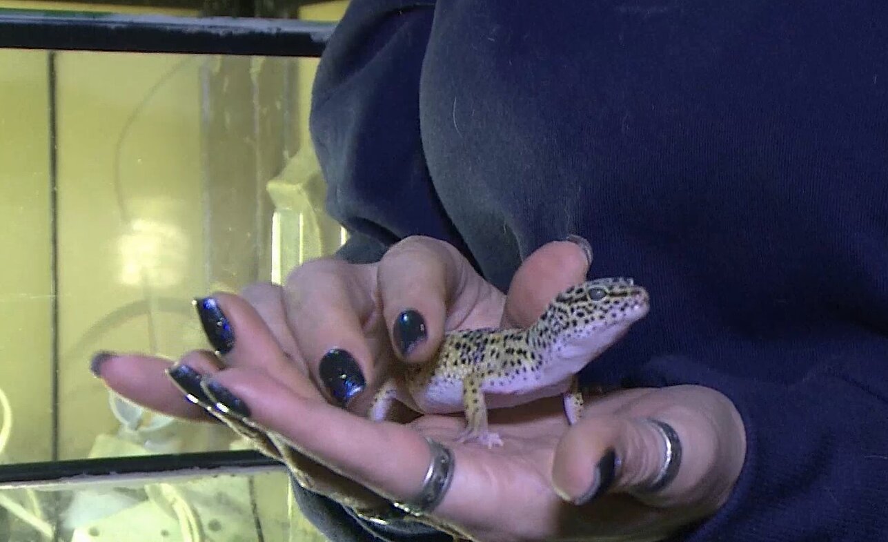 Egzotinių gyvūnų prieglauda