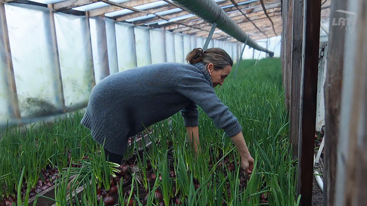 Gyventi kaime gera. Darbus Vilniuje metusių Paulauskų ūkis ir miesto šurmulį į ramybę iškeitę Bružai