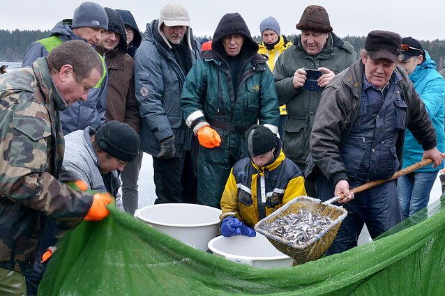 Ežerinių stintelių gaudymas traukiamuoju tinklu