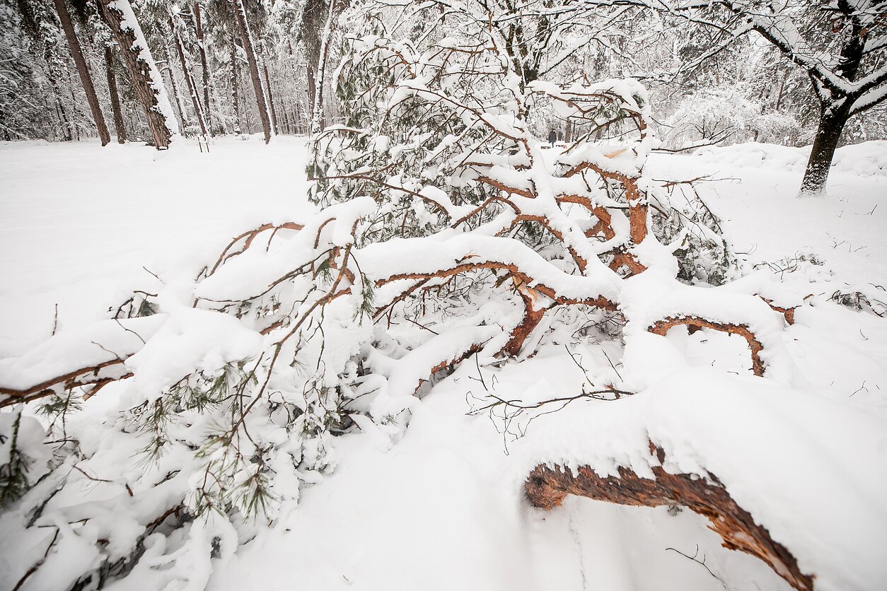 D. Umbraso  / LRT nuotr., Žiema Vilniuje