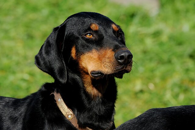 Knygos apie lietuvių skalikus autorius: pripažinti juos oficialia veisle – misija įmanoma