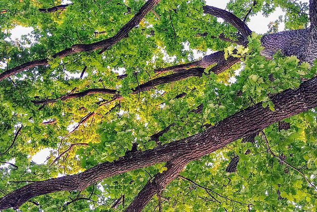 Homo cultus. Žmogus ir miestas. Kaip išsaugoti biologinę įvairovę želdynuose