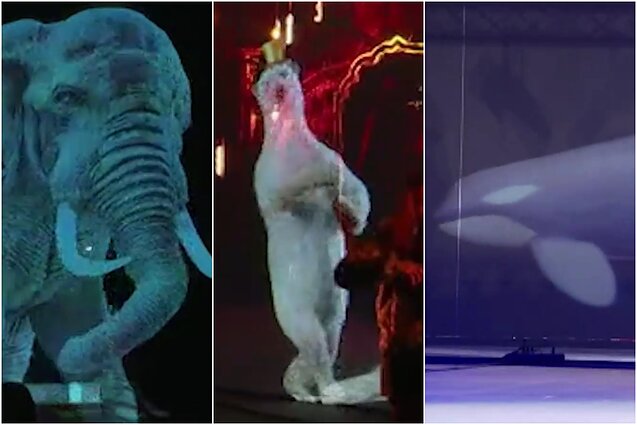 Ekocirko Prancūzijoje įkūrėjas: gyvūnais galima džiaugtis ir grožėtis jų netraumuojant