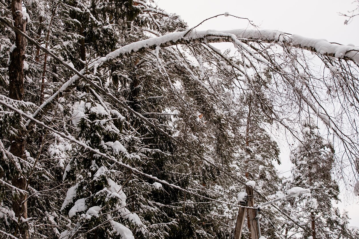 D. Umbraso  / LRT nuotr., Elektros laidai