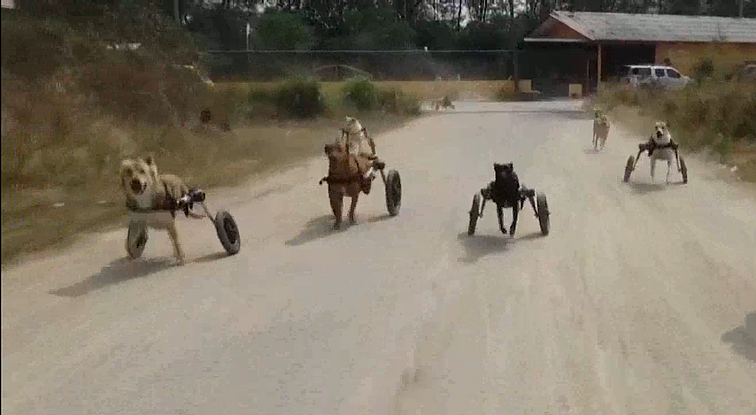 Į Tailandą persikraustęs švedas išvyko ne saulės, o dėl šunų: padeda neįgaliems keturkojams gyventi visavertį gyvenimą