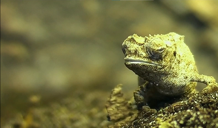 Netikėtas radinys Madagaskare: aptiktas mažiausias chameleonas