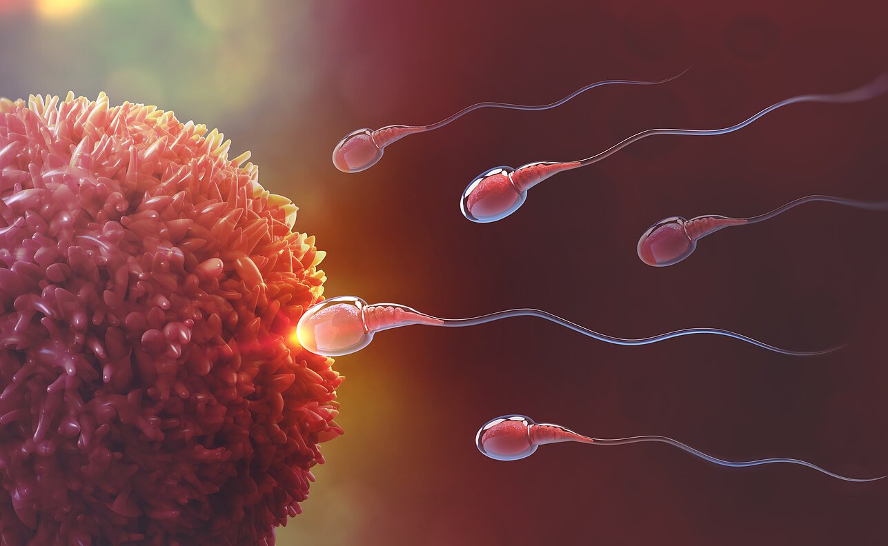 Spermatozoidai