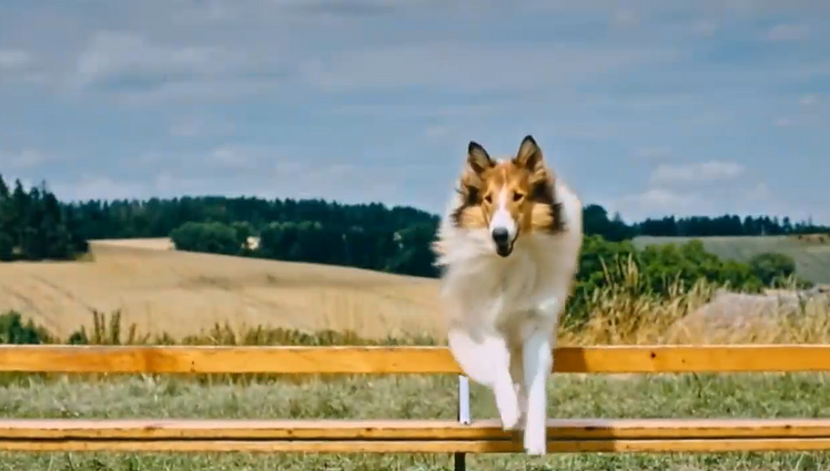 Čia – kinas. Kaip vyksta gyvūnų atrankos ir ko dažniausiai pageidauja režisieriai?