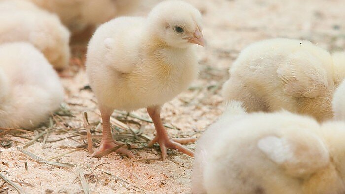 Žinios. Paukštienos ir kiaulienos gamintojai: kitos šalys dosniai subsidijuoja, Lietuvoje ministerijos tik siuntinėja viena nuo kitos