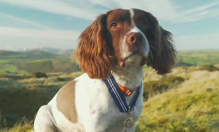 Prestižinis apdovanojimas – šuniui: spanielis Maksas apdovanotas už skleidžiamą pozityvumą