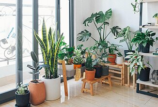 Augalai Augalai