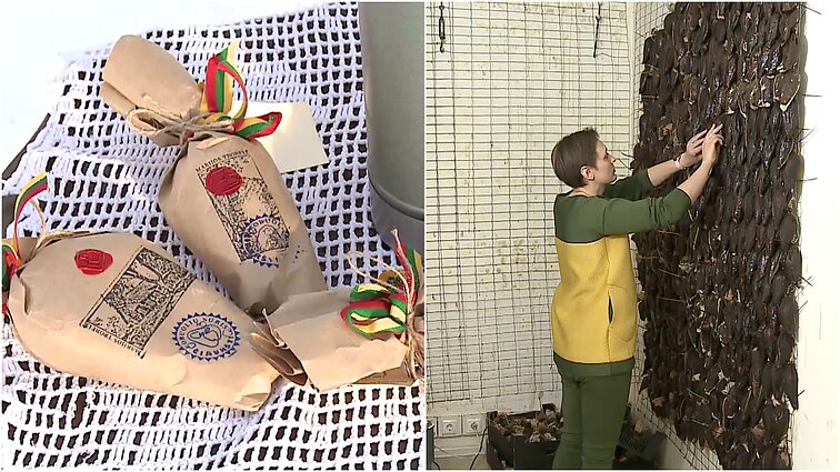 Obuolių sūris – šeimai jį gaminti mintį pametėjo obelų sodas