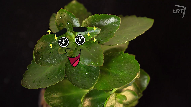 Mokslo sriuba. Į augalus galime pradėti žvelgti kitaip – ar jie gali turėti protą?