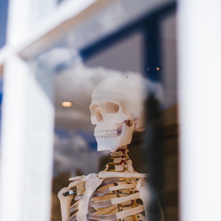Unsplash  nuotr., Skeletas
