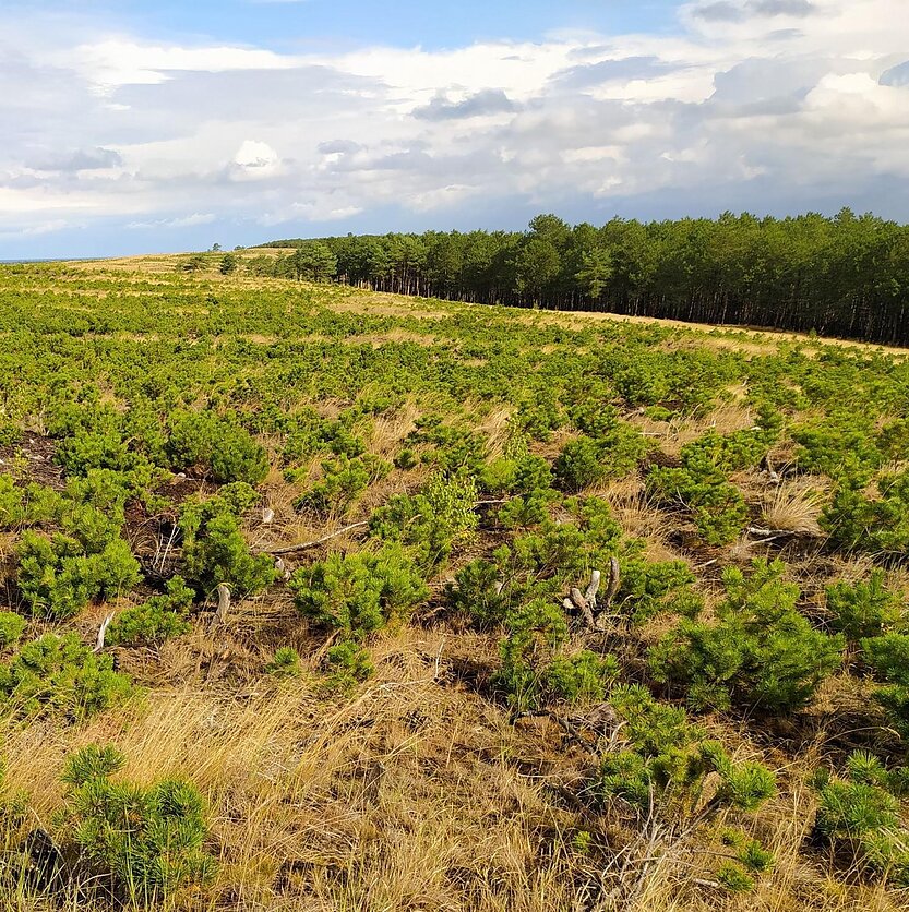 Valstybinių miškų urėdija, Atsodinta kalninė pušis Kuršių Nerijoje