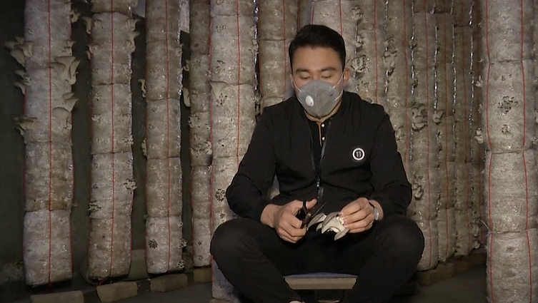 Afganistane – grybų ūkio verslo pradžia: buvęs emigrantas atrado būdą įsitvirtinti tėvynėje