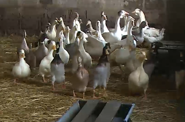 Raginimai atsisakyti prabangaus, bet neetiško delikateso – gamyboje kankinami paukščiai