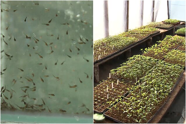 Gyventi kaime gera. Šamų ūkio kasdienybė ir pomidorų daigai bei jų priežiūra