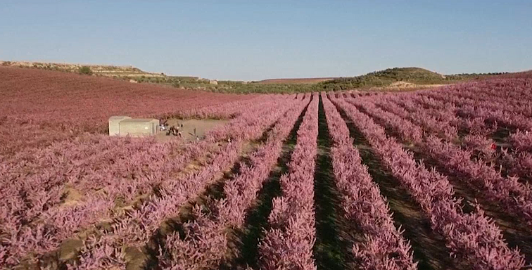 Žinios. Prasidėjus pavasariui, Katalonijoje pražydo milžiniški vaismedžių sodai