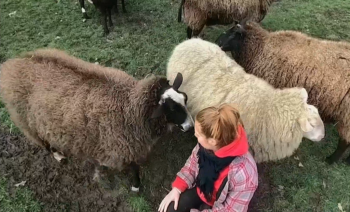 Nuo karantino keliamo nerimo – į gyvūno glėbį: Vokietijoje siūloma apkabinti avis