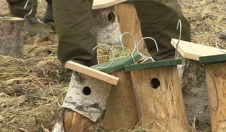 Miškuose – inkilų kėlimo akcijos: miškininkai jau antrą pavasarį inkilus kelia be pagalbininkų