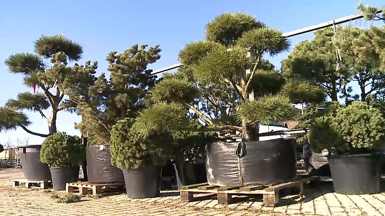 Gyventi kaime gera. Agurkų daiginimas ir augalai, kurie papuoš balkoną ar terasą