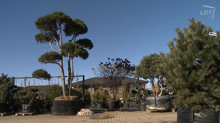 Metas puošti kiemus ir balkonus: augalai, kuriuos galima sodinti visur, tik svarbu žinoti kelias taisykles