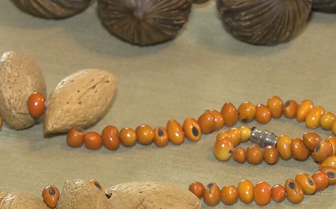 Panevėžio rajone gyvenanti pora papuošalus kuria iš sėklų: ieškodami spalvingesnių, sutuoktiniai išveda ir naujas veisles