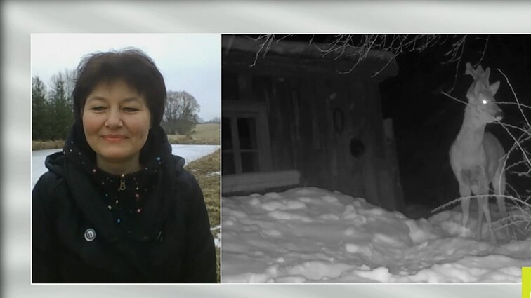 Labas rytas, Lietuva II d. Iš sodybos gamtos apsuptyje vaikus ugdanti mokytoja pasistatė naktinę kamerą ir fiksuoja įvairius gyvūnus