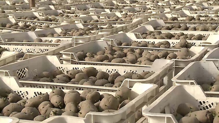 Miesto bruzdesį į kaimo ramybę išmainiusi žolininkė pasitelkė prosenelės išmintį – smilkalus gamina iš lietuviškų žolių