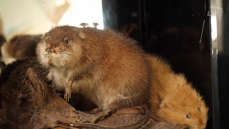 Iškamšų gamyba: nuo medžioklės trofėjų iki nykstančių rūšių įamžinimo