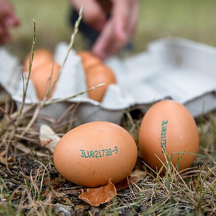 10-12. Specialistai apie kiaušinį: kaip paruošti ir su kuo valgyti?