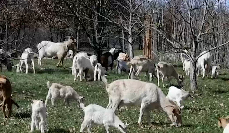 Kroatija siekia išsaugoti šalies simbolį – ožką