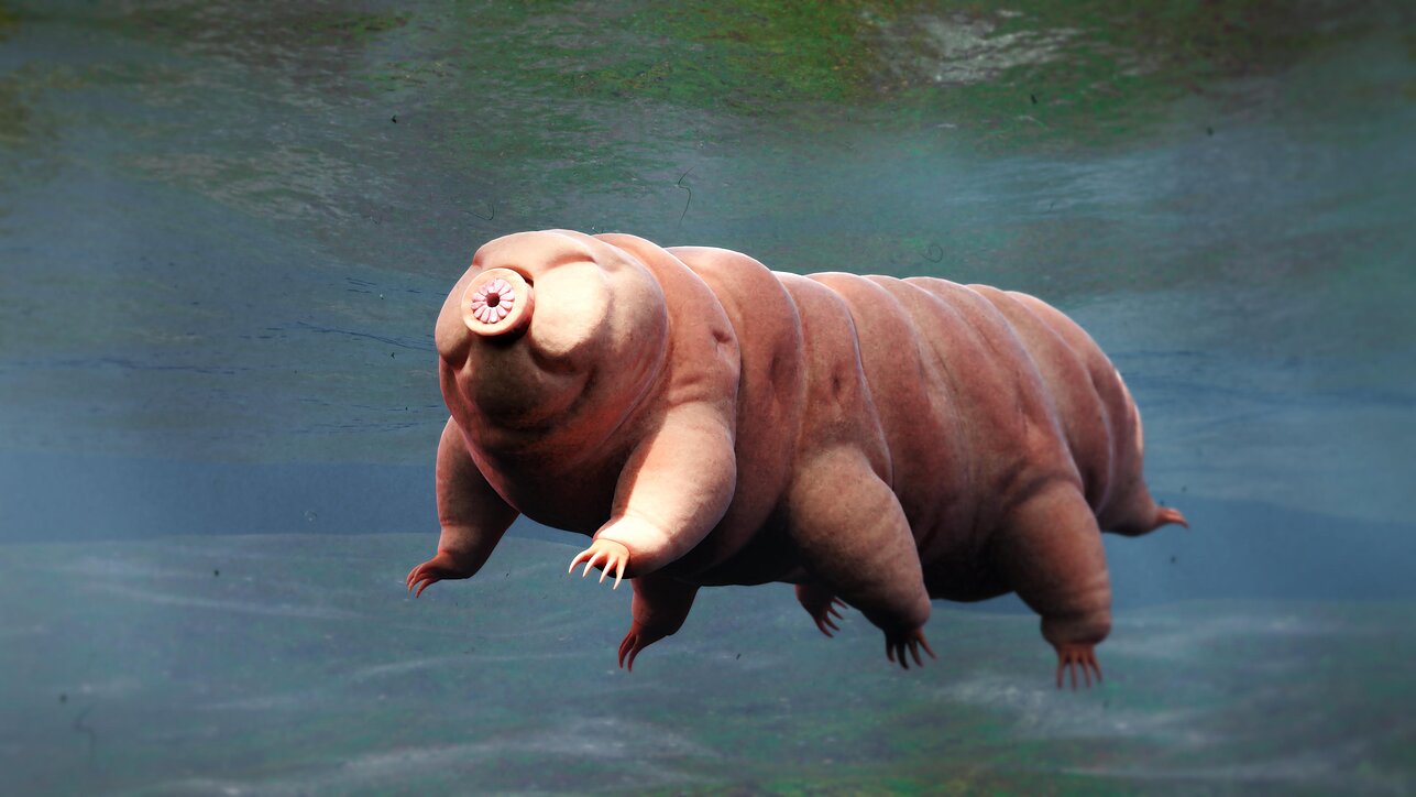 Tardigrada Tardigrada