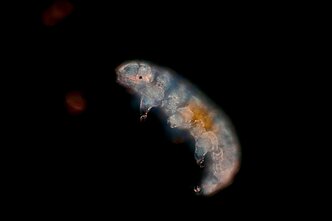tardigrada tardigrada