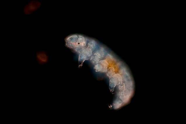 tardigrada tardigrada