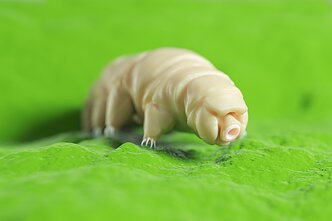 tardigrada tardigrada