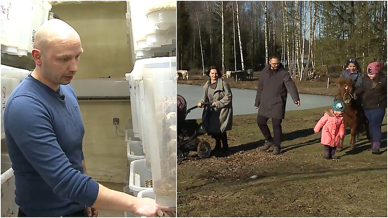 Gyventi kaime gera. Atidžiai brolių prižiūrimas svirplių ūkis ir daugiavaikės šeimos ramybės atradimas kaime