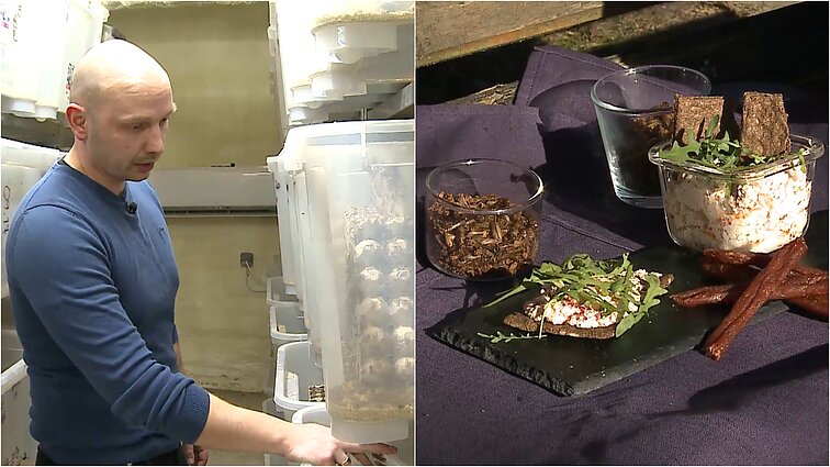 Broliai paliko miesto šurmulį ir sugrįžo pas senelį į kaimą: pritaikę žinias, čia įkūrė kruopštų svirplių ūkį