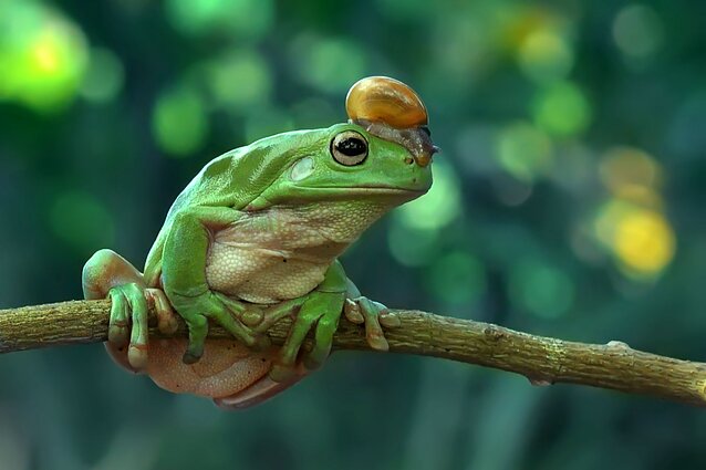 Varlė (asociatyvi nuotr.)