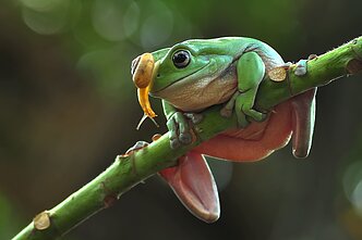 Varlė (asociatyvi nuotr.)