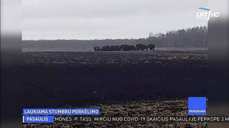 Kėdainių ūkininkai skaičiuoja stumbrų padarytus nuostolius: gyvuliai ištrypia ir išguli laukus ir taip sunaikina pasėlius