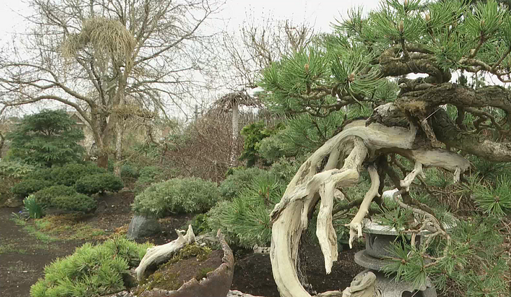 Vis labiau populiarėja japoniški sodai: bonsų augintojas iš Alytaus patarimus susidomėjusiems dalino viso karantino metu