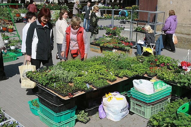 Žinios. Medelynuose įsibėgėjo prekyba sodinukais – pirkėjų netrūksta ir medelynuose, ir internete
