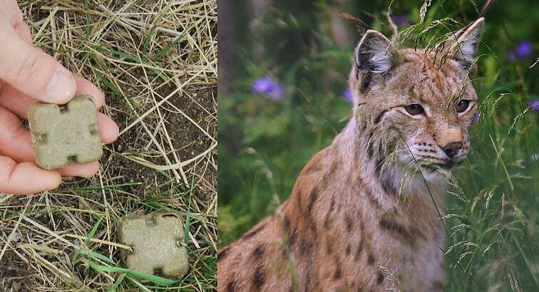 Pradėta pavasarinė laukinių gyvūnų vakcinacija nuo pasiutligės – skiepai mėtomi iš orlaivių buferinėje zonoje