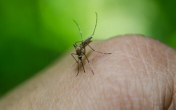 Anopheles genties uodo patelė
