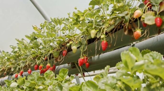 Braškių augininmo pamokos: specialistai pataria, kaip išsirinkti ir auginti, kad gardžiomis uogomis džiaugtumėtes beveik pusę metų