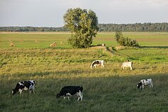 Pievose ganosi karvės Pievose ganosi karvės